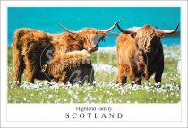 Highland Family - Scotland, Highland Cow Postcard