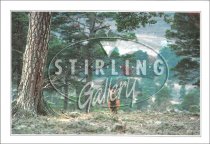 Red Deer Stag in Pinewood Postcard (H SG)