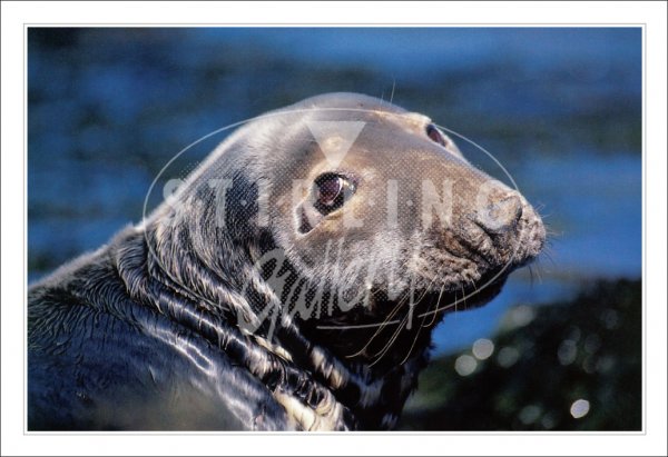 Grey Seal, I only have eyes for you Postcard
