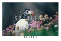 Puffin, amidst Flowering Thrift Postcard
