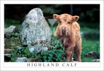 Highland Calf, Anyone Seen my Mum Postcard