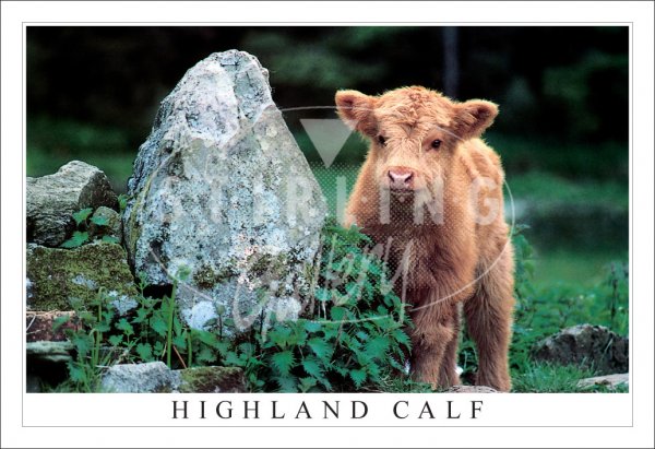 Highland Calf, Anyone Seen my Mum Postcard