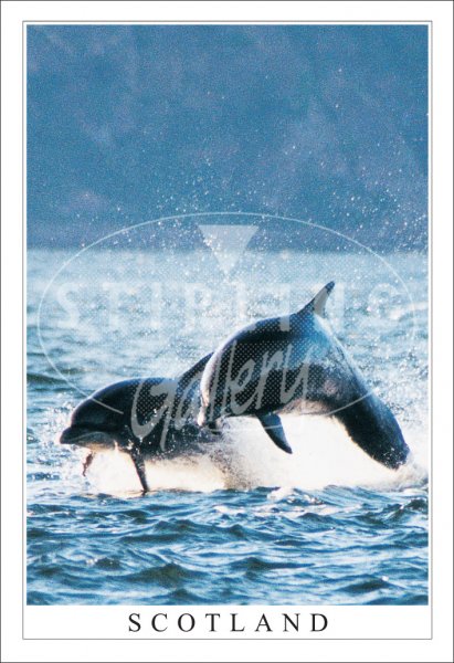 Double Dolphins - Scotland Postcard