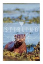 Young Otter Postcard