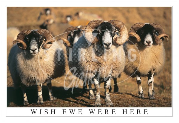 Wish Ewe Were Here, Blackface Rams Postcard