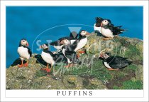 Puffins, Treshnish Postcard