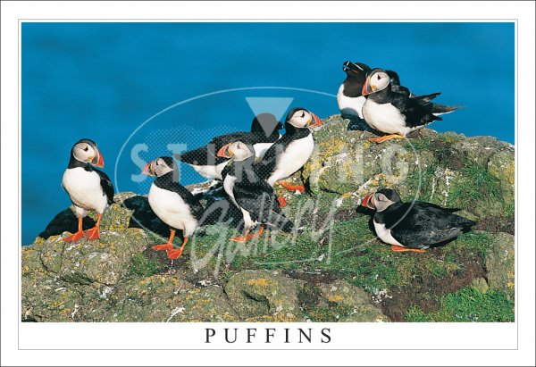 Puffins, Treshnish Postcard