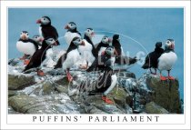 Puffins' Parliament Postcard
