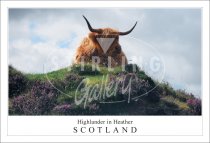Highlander in Heather - Scotland Postcard