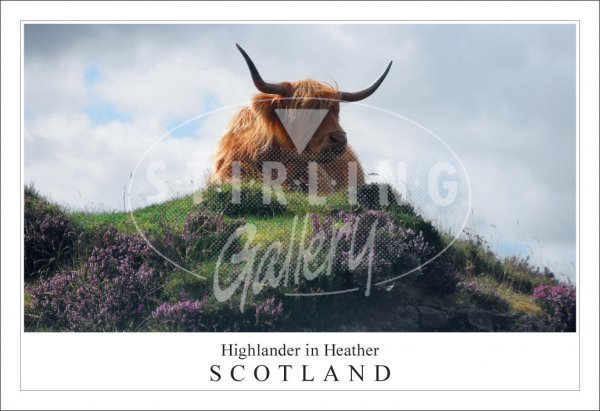 Highlander in Heather - Scotland Postcard