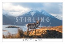 Red Deer Stag - Scotland, Glen Garry Postcard