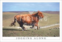 Jogging Along - Highland Cow Postcard