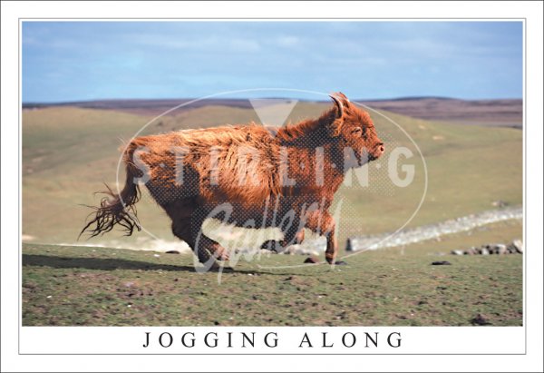 Jogging Along - Highland Cow Postcard