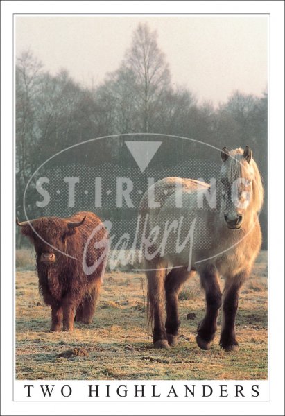 Two Highlanders Postcard