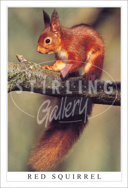 Red Squirrel, on Branch Postcard