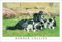 Border Collies, Pups Postcard