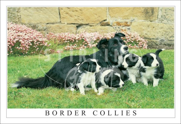 Border Collies, Pups Postcard