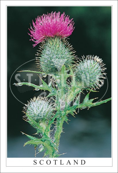 Dewy Thistle - Scotland Postcard