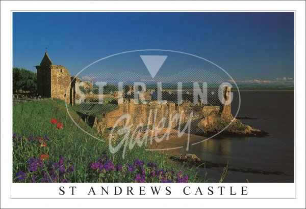 St Andrews Castle, Summer flowers Postcard