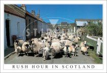 Rush Hour in Scotland Postcard