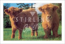 Highland Calves Postcard