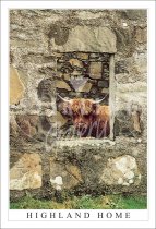 Highland Home, Highland Cow Postcard