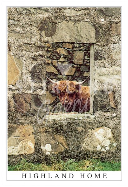 Highland Home, Highland Cow Postcard