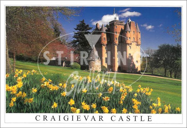 Craigievar Castle, Daffodils Postcard