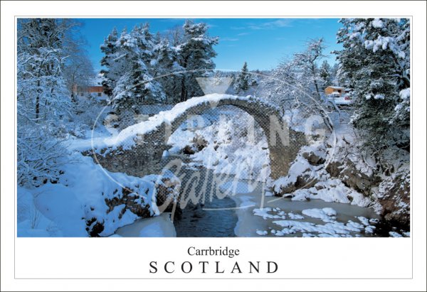 Carrbridge - Scotland, Snow Postcard