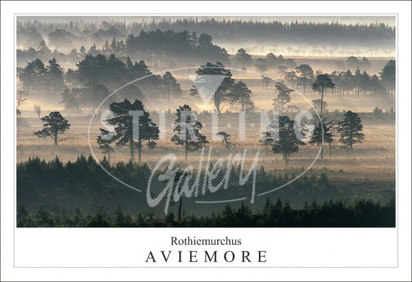 Rothiemurchus - Aviemore, Forest Postcard