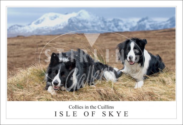 Collies in the Cuillin - Isle of Skye Postcard