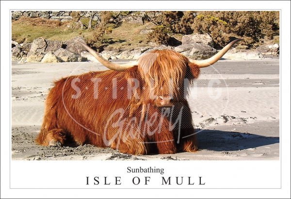 Sunbathing - Isle of Mull, Highland Cow Postcard