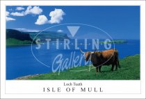 Highland Cow, Loch Tuath, Isle of Mull Postcard