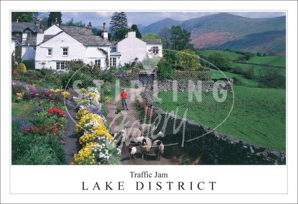 Traffic Jam - Lake District, Troutbeck Postcard