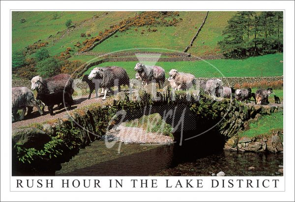 Rush Hour in the Lake District Postcard