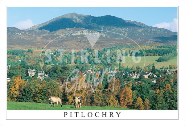 Pitlochry, Horses Postcard