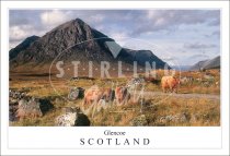 Buachaille Etive Mor, Highland Cows - Scotland Postcard