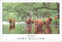 Highland Cows, Glen Nevis - Fort William Postcard