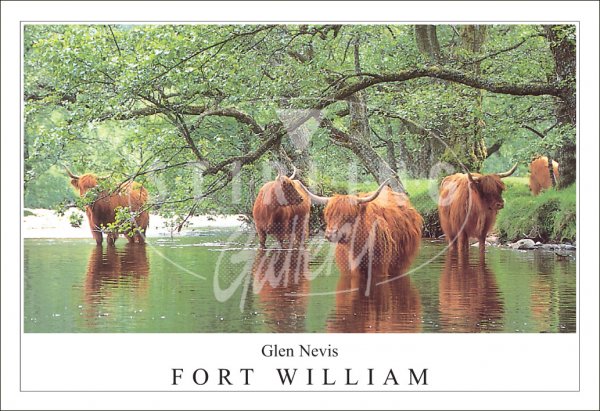 Highland Cows, Glen Nevis - Fort William Postcard