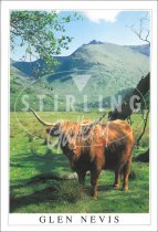 Highland Cow - Glen Nevis Postcard