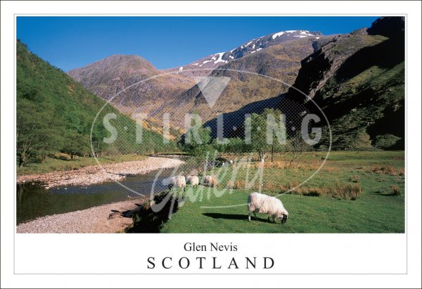 Glen Nevis - Scotland, Sheep Postcard