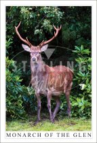 Monarch of the Glen, Red Deer Stag Postcard (V SG)