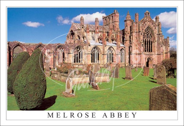 Melrose Abbey, Bushes Postcard