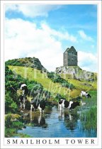 Smailholm Tower, Cows Postcard