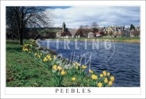 Peebles, Spring Daffodils on River Tweed Postcard