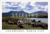 Lochmaddy, North Uist, Highland cows Postcard