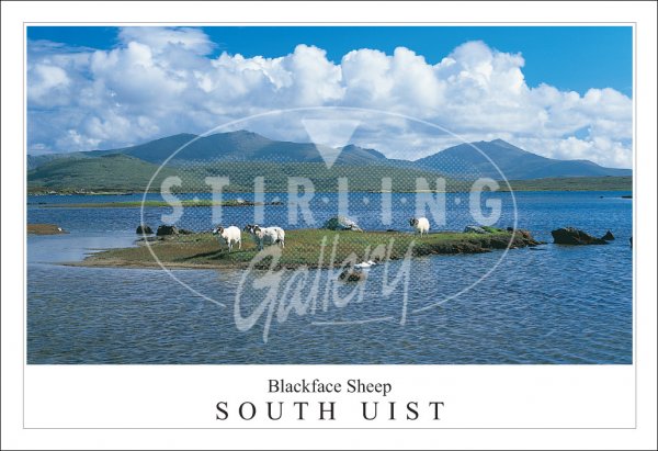 Castaways, Blackface sheep - South Uist Postcard