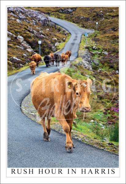 Rush Hour in Harris, cows Postcard