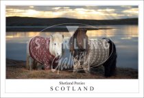 Shetland Ponies, Cardigans - Scotland Postcard