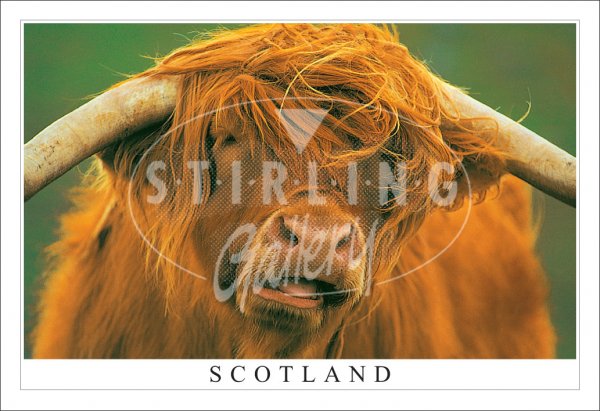 Highland Bull - Scotland, Fine With a Coffee Postcard